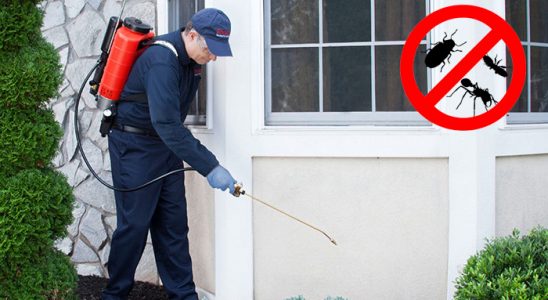 Çayeli Dezenfeksiyon böcek ilaçlama ve haşere kontrolü — ilaclama-tr.com